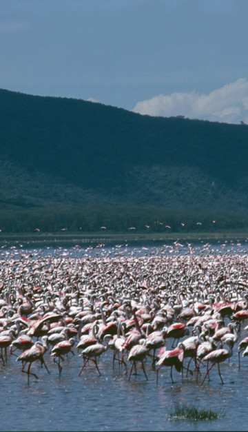 Lake Nakuru