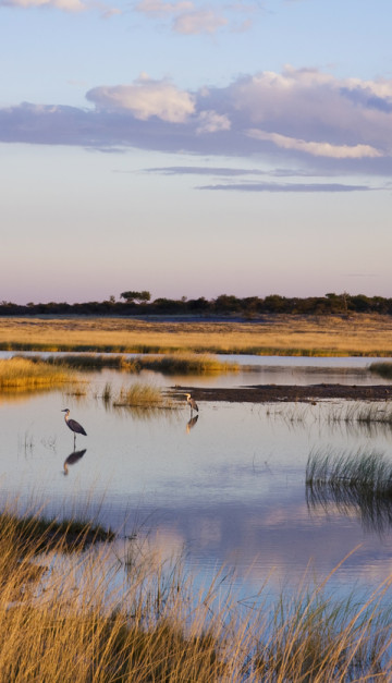 Parco Etosha