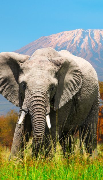 Amboseli National Park