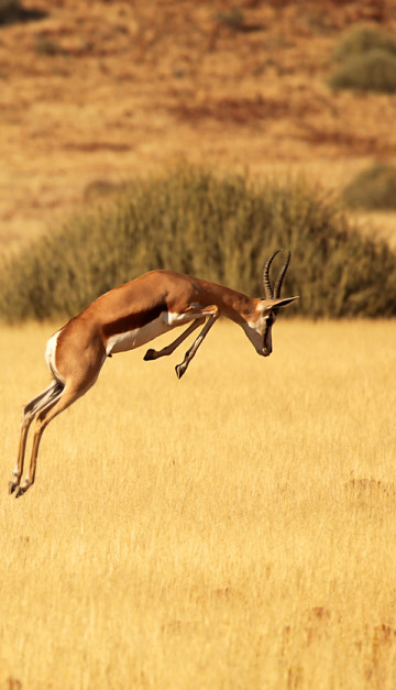 Parco Etosha