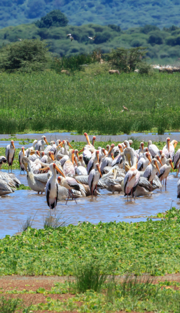 Lake Manyara