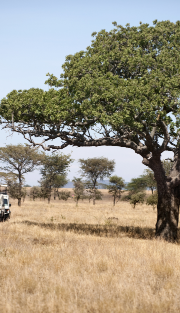 Parco Serengeti