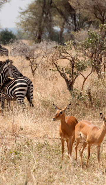 Parco Tarangire