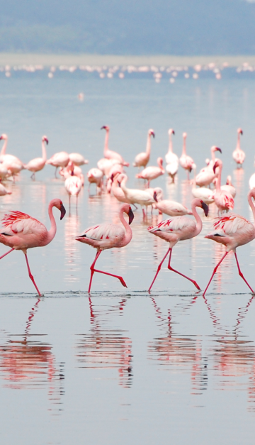 Lago Nakuru