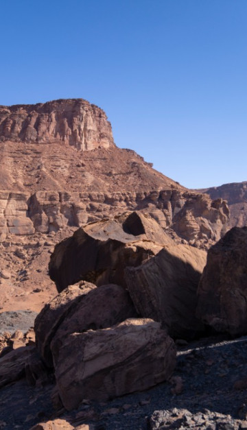 alula
