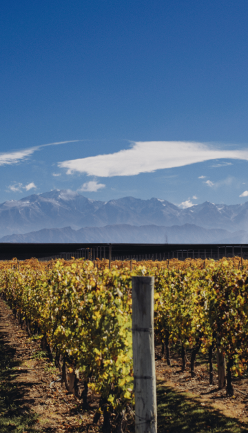 mendoza