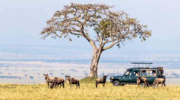 Kenya safari gnu