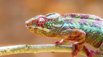 Animali in Madagascar