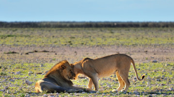 namibia etosha