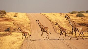 Etosha National Park