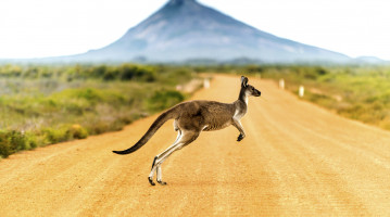 australia canguro
