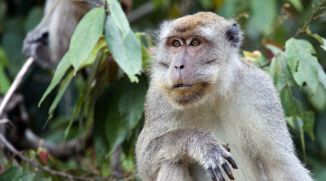 malesia scimmia
