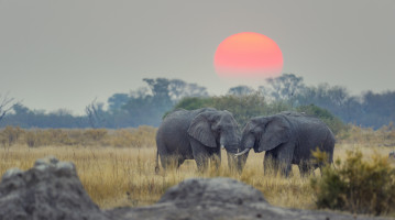 viaggio in botswana