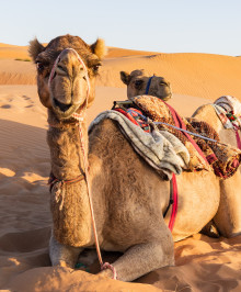 oman