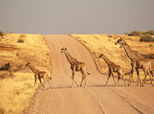Etosha National Park