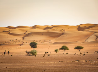 oman deserto