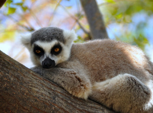 Viaggi di nozze Madagascar