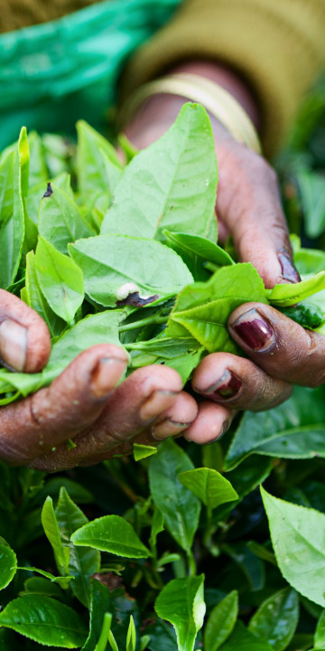 sri lanka foglie di te