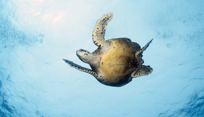 Alle Seychelles con i bambini: l’Oceano Indiano per tutti