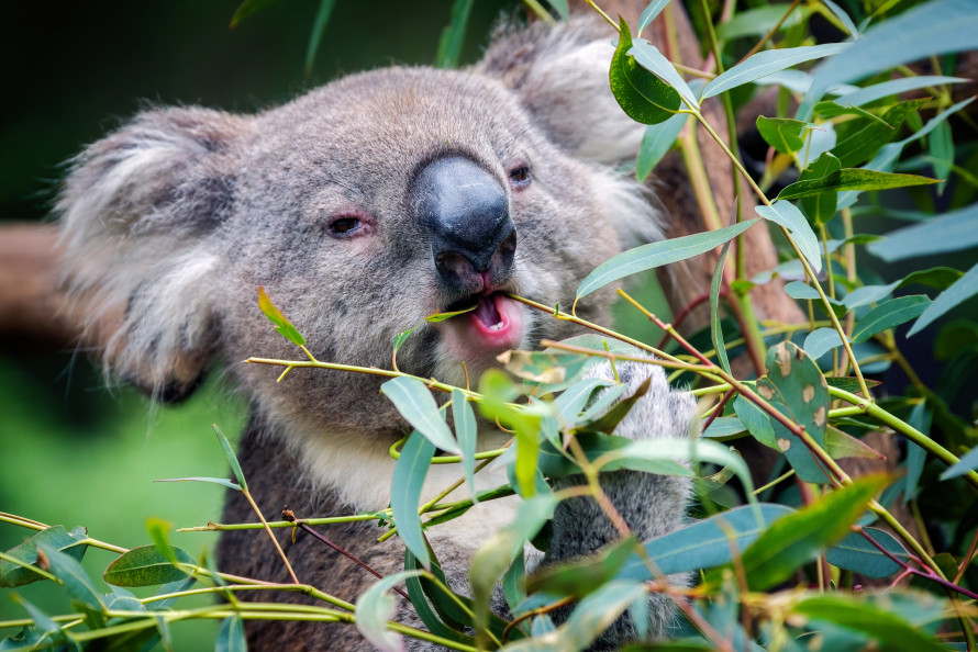 Koala in Australia