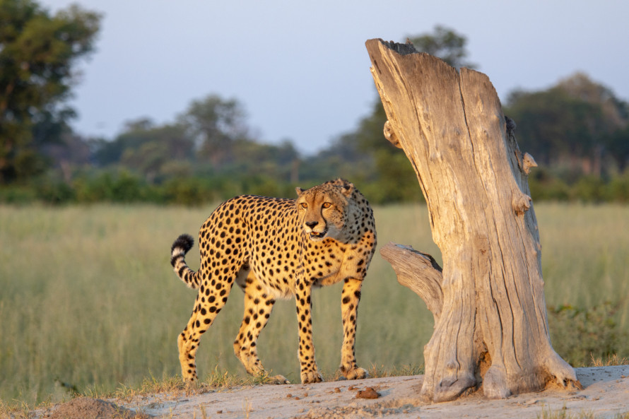 Safari Botswana