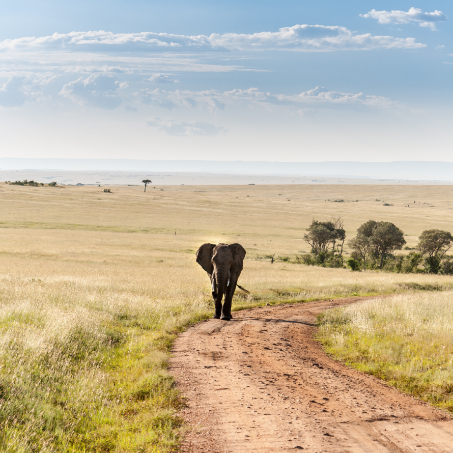 kruger elefante