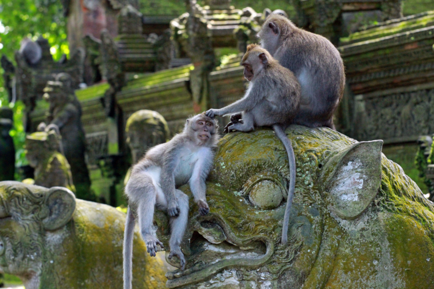 Monkey Forest Bali