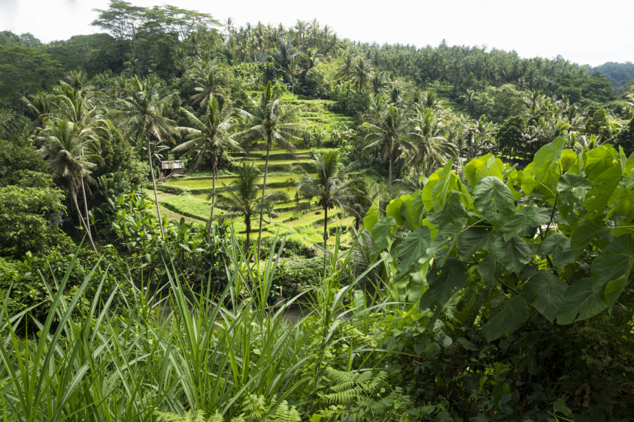 Risaie Ubud
