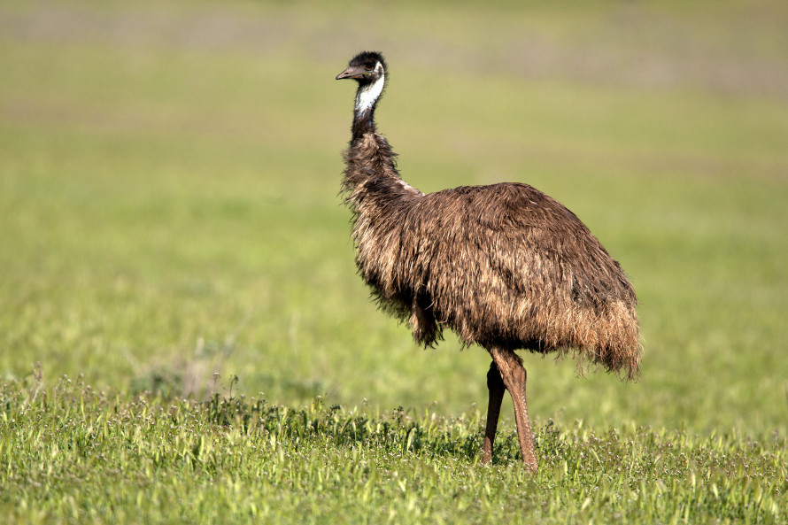 emu