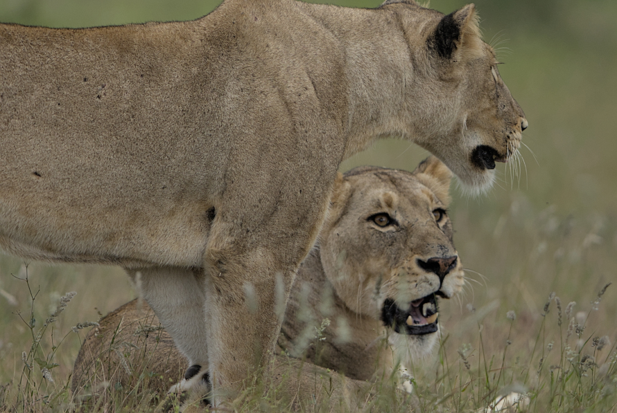 kruger national park
