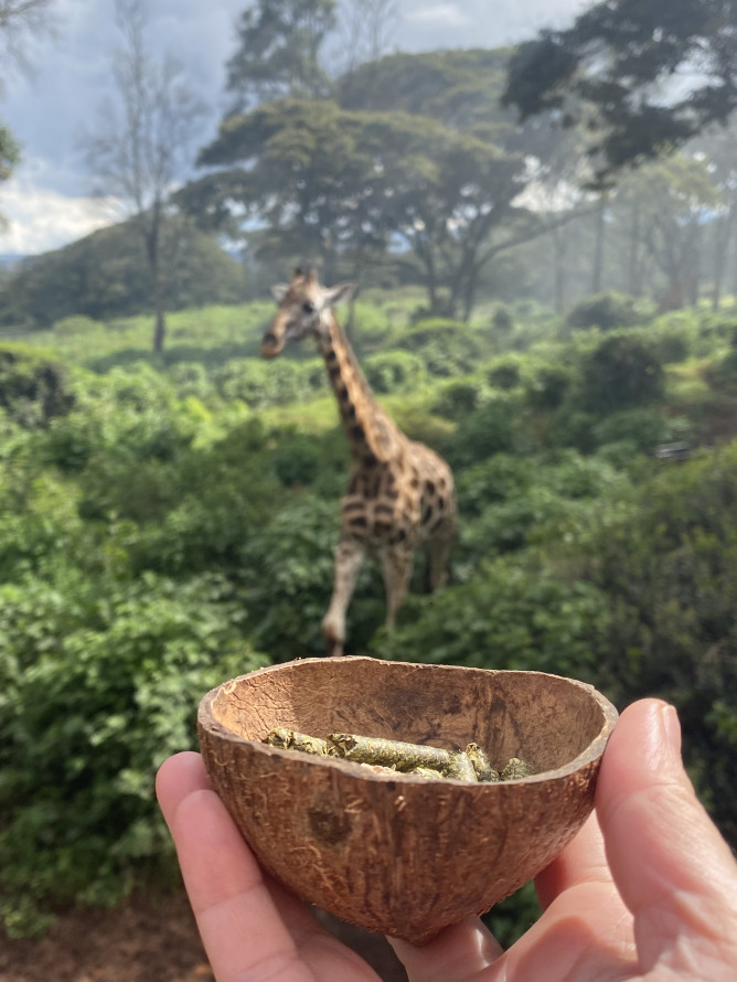 giraffa